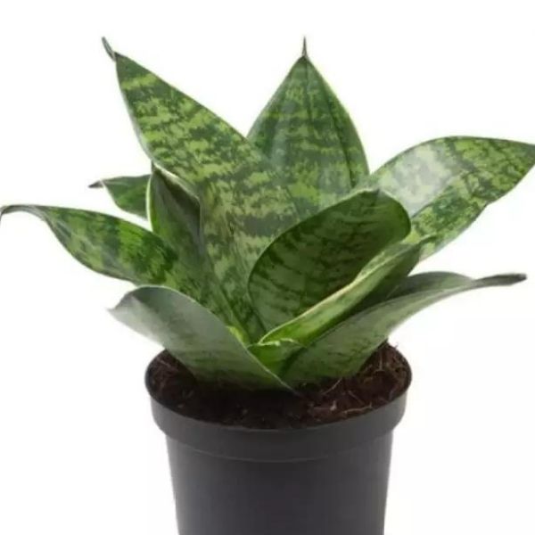 Sansevieria Snake Dwarf 4"Pot