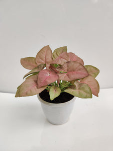 Pink Syngonium Plant 4" Pot