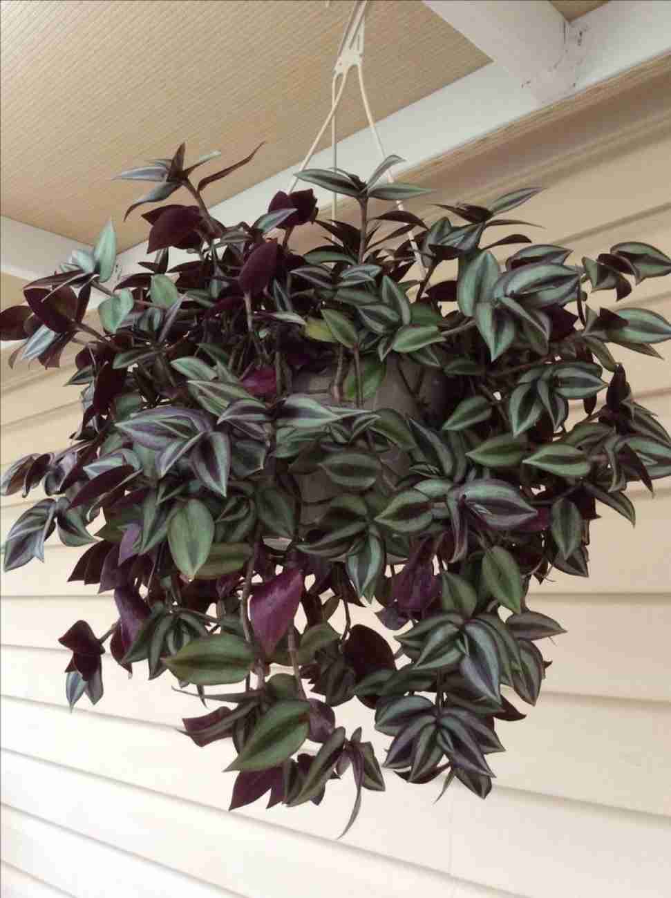 Wandering Jew Plant 8" Hanging Pot