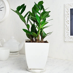 Zz/Zamia 6" White Plastic Pot