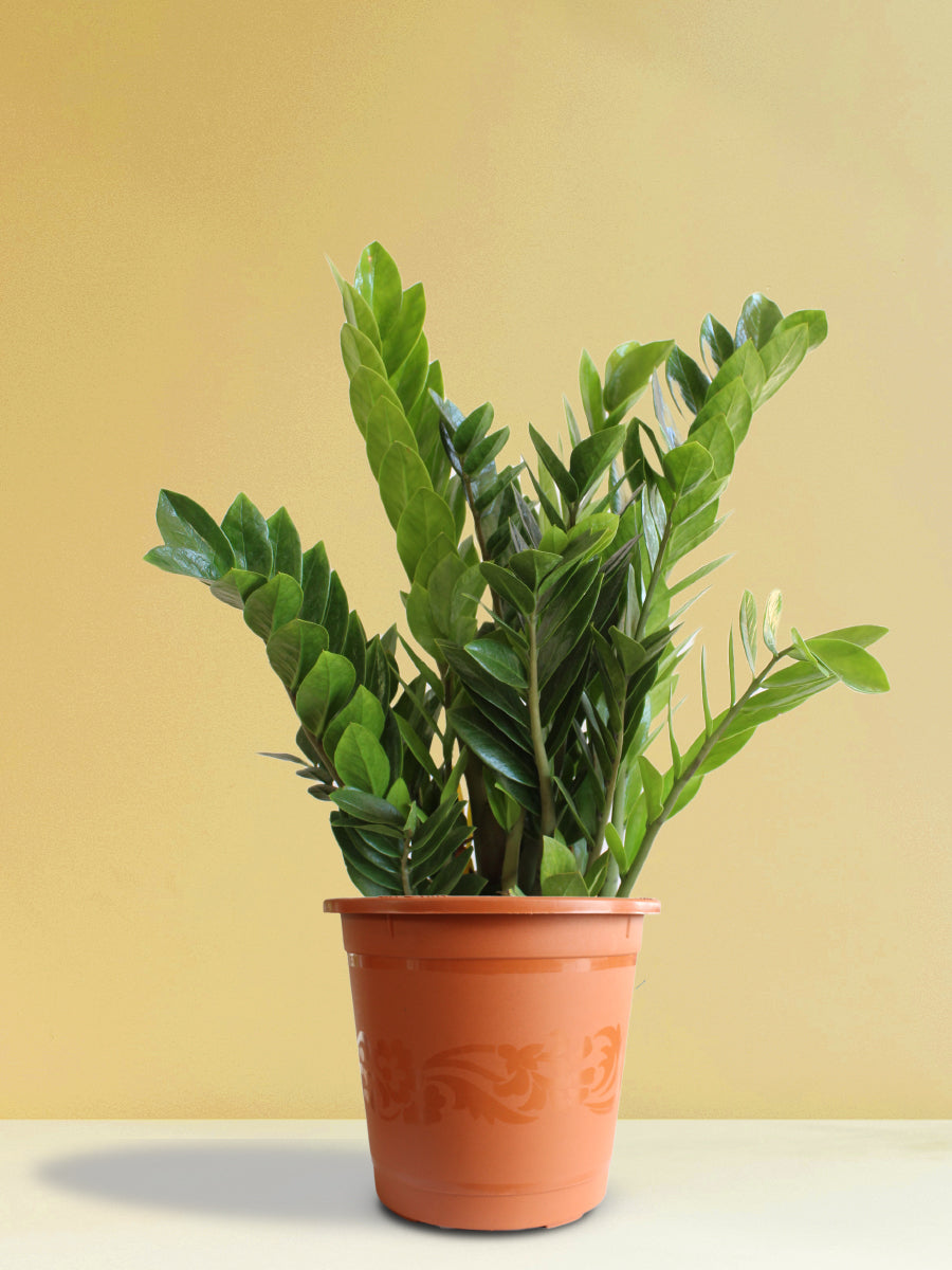 Zz- Zamia Green Plant -6" Pot